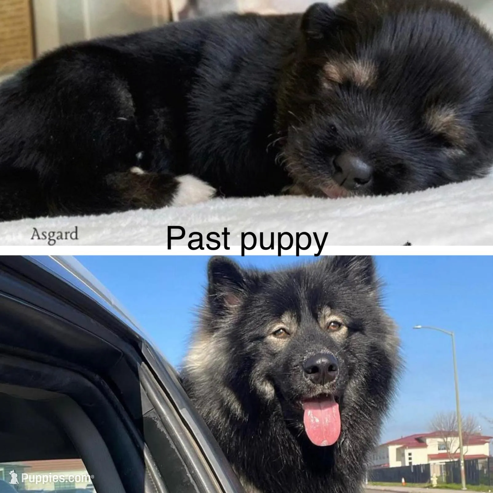 Midnight , a female Alaskan Malamute for sale in Spokane, WA – Photo 3 of 4