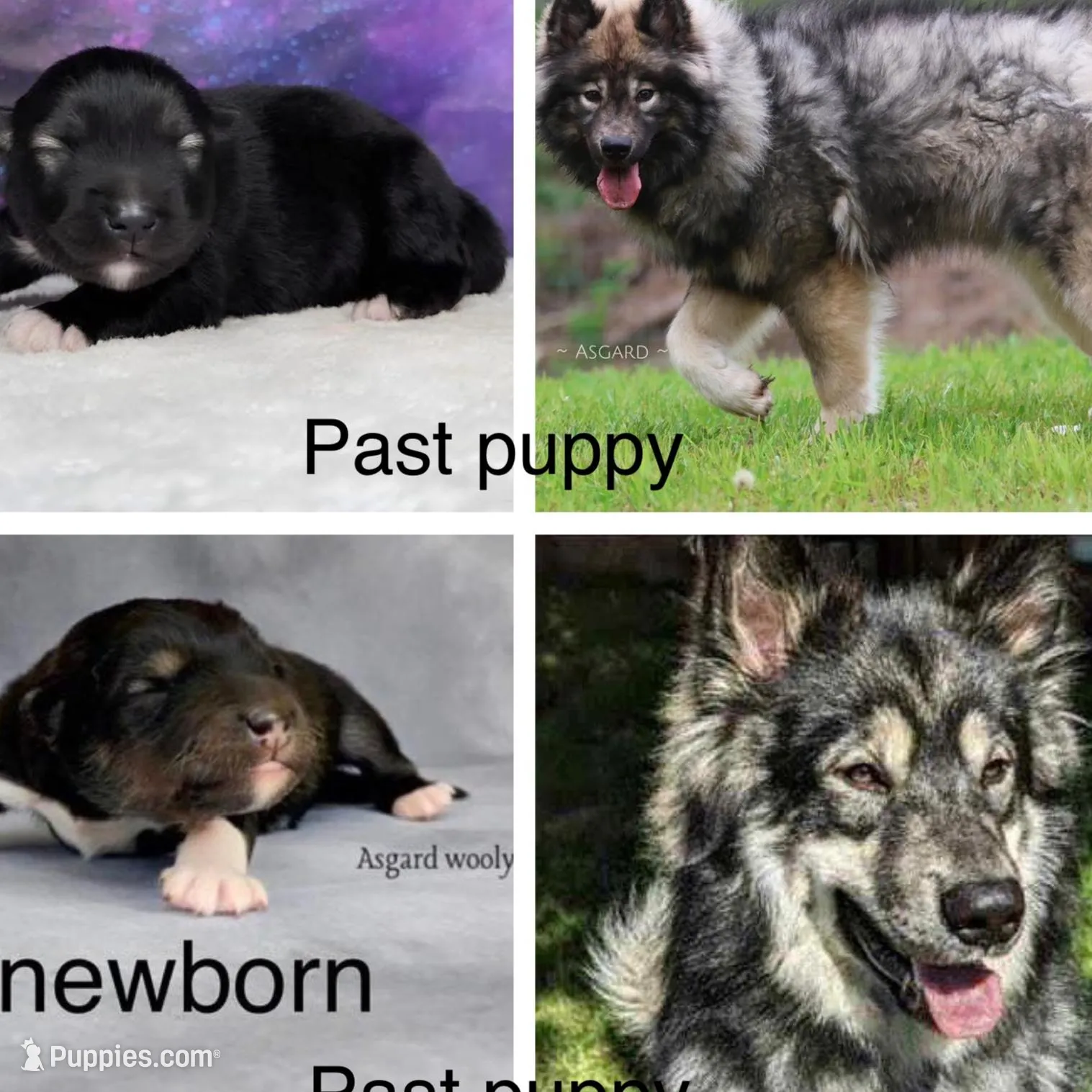 Midnight , a female Alaskan Malamute for sale in Spokane, WA – Photo 4 of 4