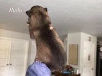 Rudo , a male Alaskan Malamute for sale in Spokane, WA – Photo 2 of 3