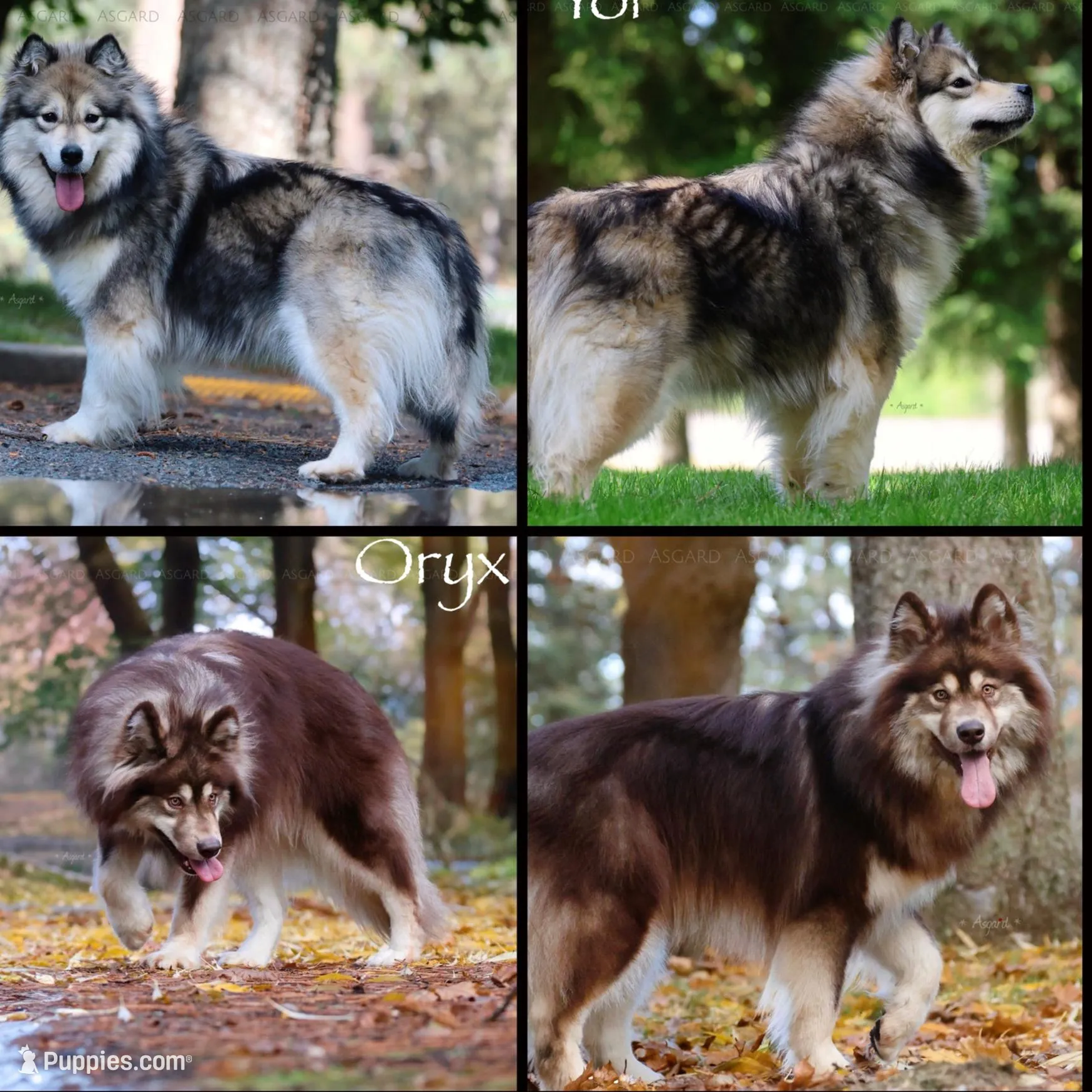 Rudo , a male Alaskan Malamute for sale in Spokane, WA – Photo 3 of 3