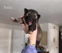 Tohka, a male Alaskan Malamute for sale in Spokane, WA – Photo 1 of 5