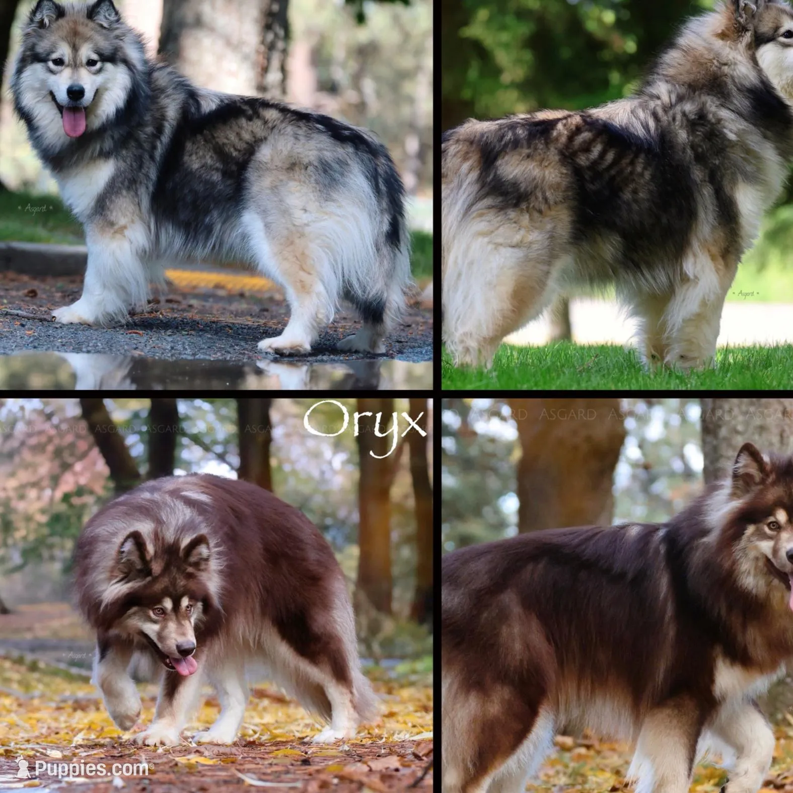 Tohka, a male Alaskan Malamute for sale in Spokane, WA – Photo 5 of 5