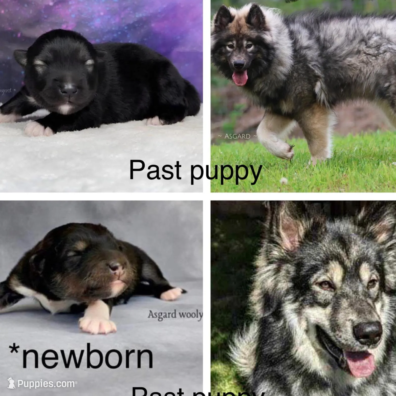 Tohka, a male Alaskan Malamute for sale in Spokane, WA – Photo 4 of 5