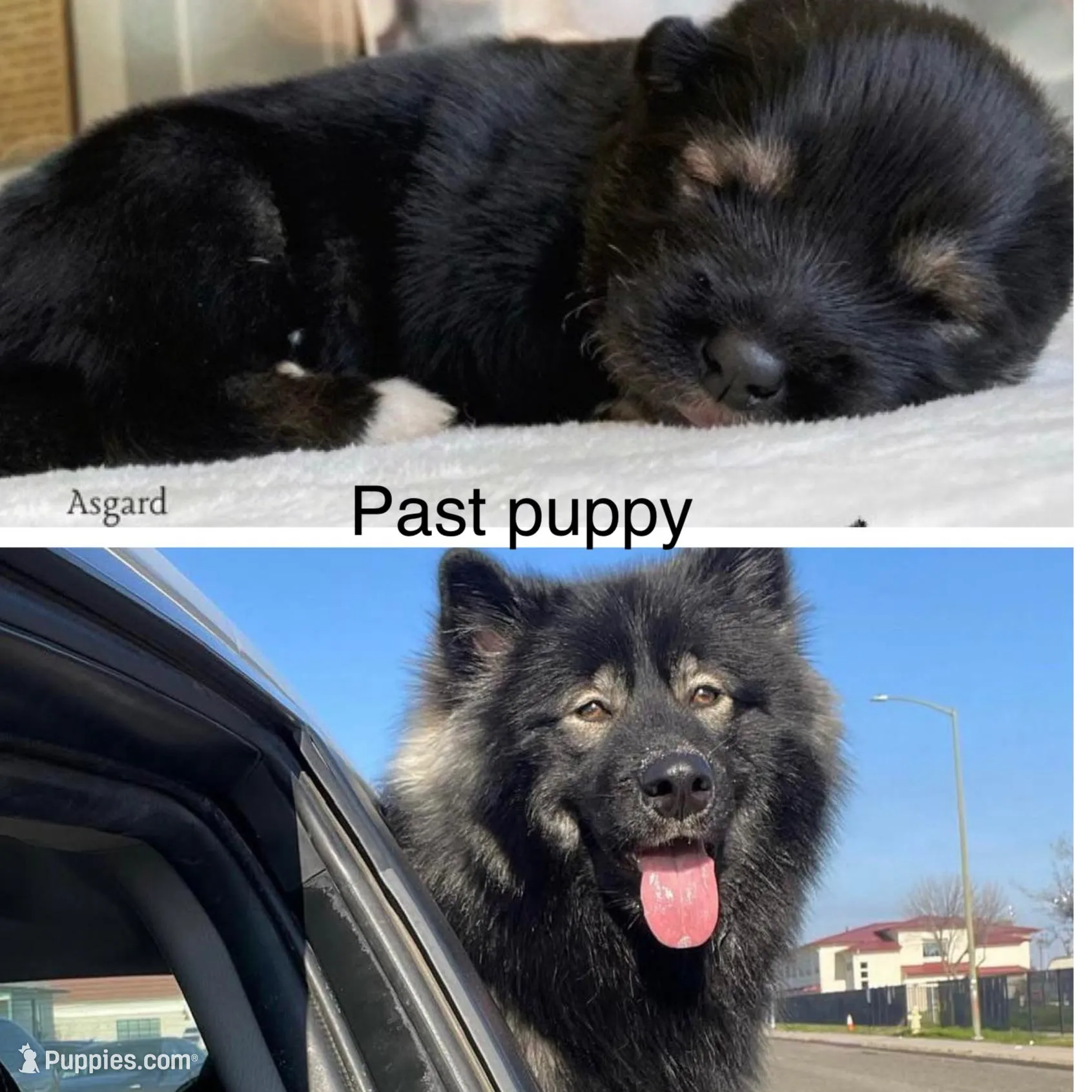 Tohka, a male Alaskan Malamute for sale in Spokane, WA – Photo 3 of 5