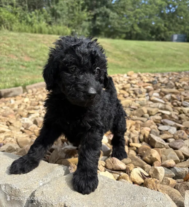 F1B Goldendoodle  – Goldendoodle puppy for sale in Charlotte, NC