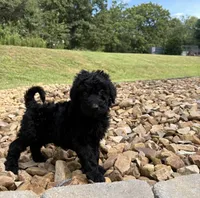 F1B Goldendoodle , a male Goldendoodle for sale in Charlotte, NC – 2 of 2