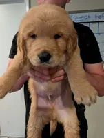 Puppy 11, a male Golden Retriever for sale in Stafford, VA – 1 of 2