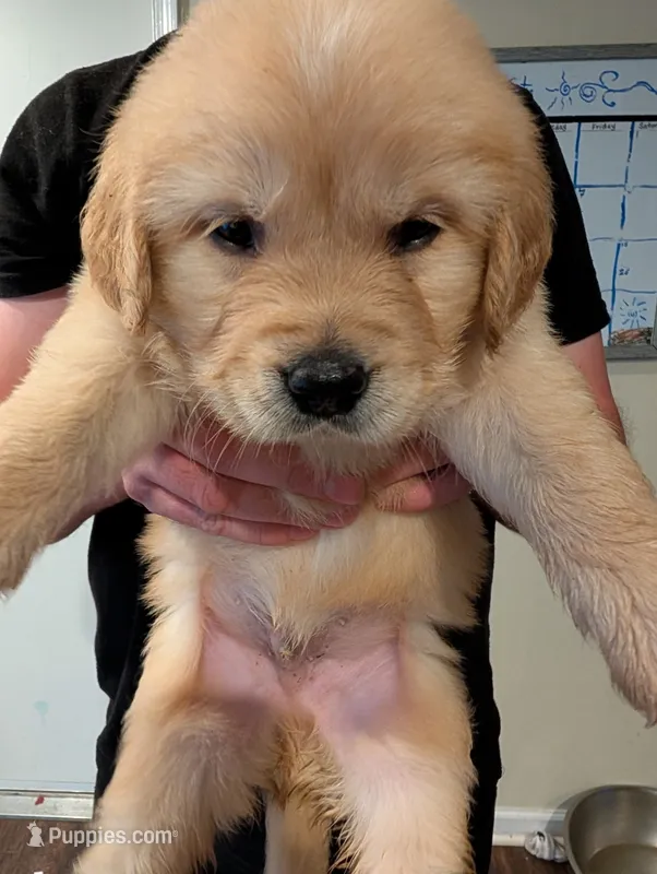 Puppy 2 – Golden Retriever puppy for sale in Stafford, VA