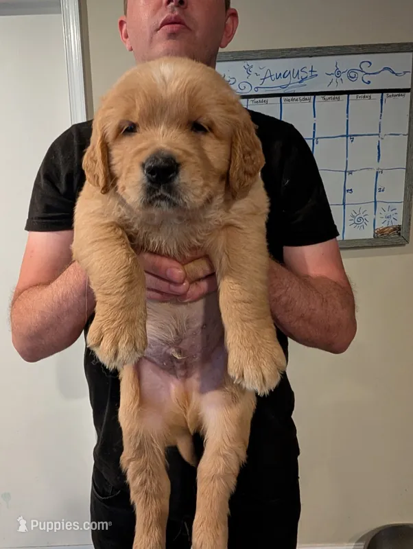 Puppy 1 – Golden Retriever puppy for sale in Stafford, VA
