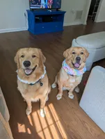 Puppy 2, a male Golden Retriever for sale in Stafford, VA – 2 of 2