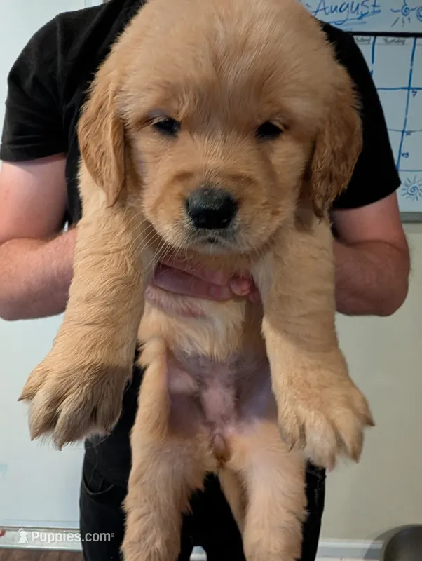 Puppy 6 – Golden Retriever puppy for sale in Stafford, VA