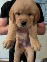 Puppy 6, a female Golden Retriever for sale in Stafford, VA – 1 of 2