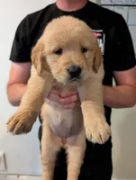 Puppy 7, a female Golden Retriever for sale in Stafford, VA – 1 of 2