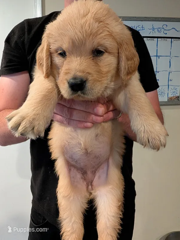 Puppy 4 – Golden Retriever puppy for sale in Stafford, VA