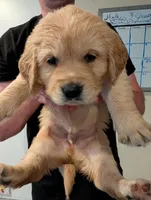 Puppy 10, a male Golden Retriever for sale in Stafford, VA – 1 of 2