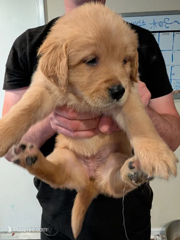 Puppy 3 – Golden Retriever puppy for sale in Stafford, VA