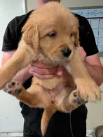 Puppy 3, a female Golden Retriever for sale in Stafford, VA – 1 of 2