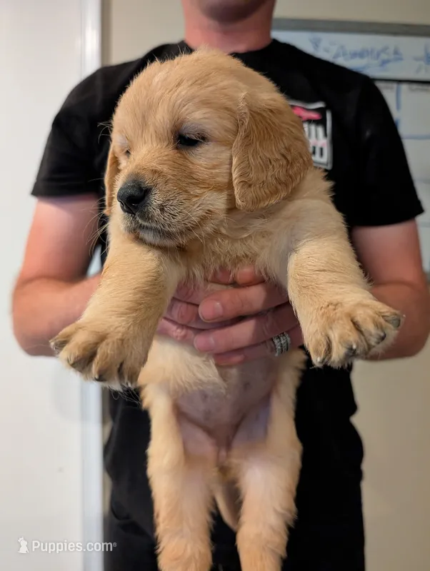 Puppy 8 – Golden Retriever puppy for sale in Stafford, VA