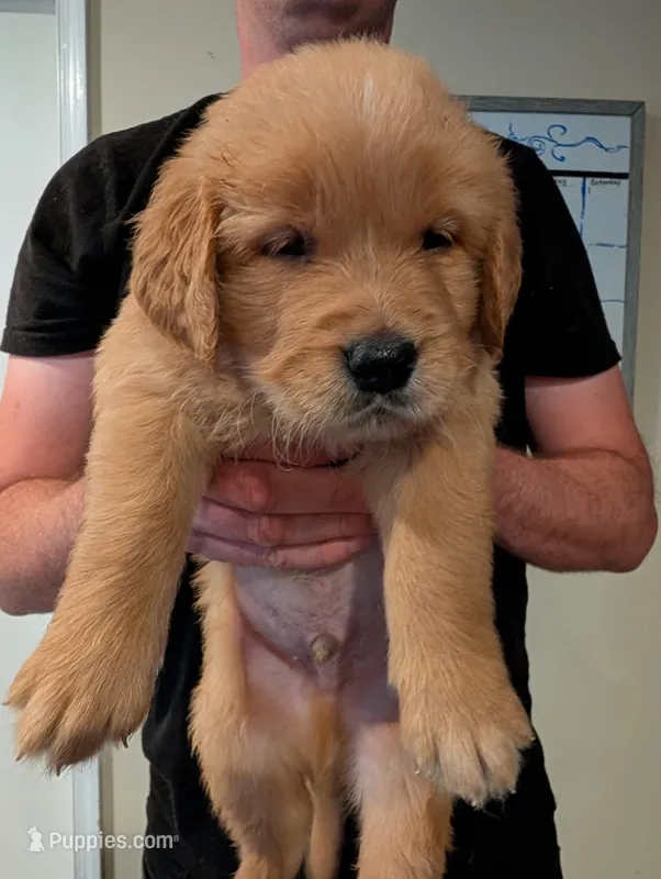 Puppy 5 – Golden Retriever puppy for sale in Stafford, VA
