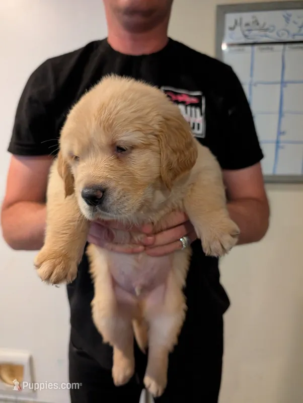 Puppy 9 – Golden Retriever puppy for sale in Stafford, VA