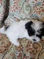 Hypoallergenic pumpkin, a male Havanese and Havaton for sale in Burnsville, MN – 5 of 6