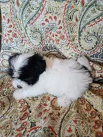 Hypoallergenic pumpkin, a male Havanese and Havaton for sale in Burnsville, MN – 6 of 6