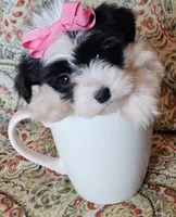 Hypoallergenic pepper, a female Havanese and Havaton for sale in Burnsville, MN – 2 of 6