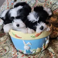 Hypoallergenic cucumber , a male Havanese and Havaton for sale in Burnsville, MN – 5 of 8