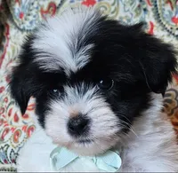 Hypoallergenic cucumber , a male Havanese and Havaton for sale in Burnsville, MN – 1 of 8