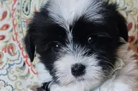 Hypoallergenic potato, a male Havanese and Havaton for sale in Burnsville, MN – 1 of 4