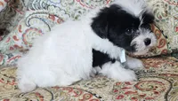 Hypoallergenic potato, a male Havanese and Havaton for sale in Burnsville, MN – 2 of 4