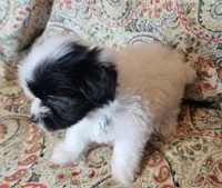 Hypoallergenic kale, a male Havanese and Havaton for sale in Burnsville, MN – 7 of 7