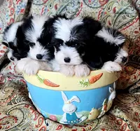 Hypoallergenic pumpkin, a male Havanese and Havaton for sale in Burnsville, MN – 3 of 6
