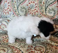 Hypoallergenic avocato , a male Havanese and Havaton for sale in Burnsville, MN – 7 of 7