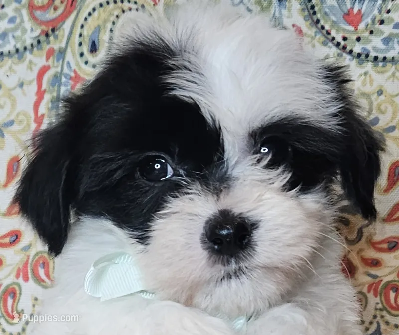 Hypoallergenic avocato  – Havanese, Havaton puppy for sale in Burnsville, MN