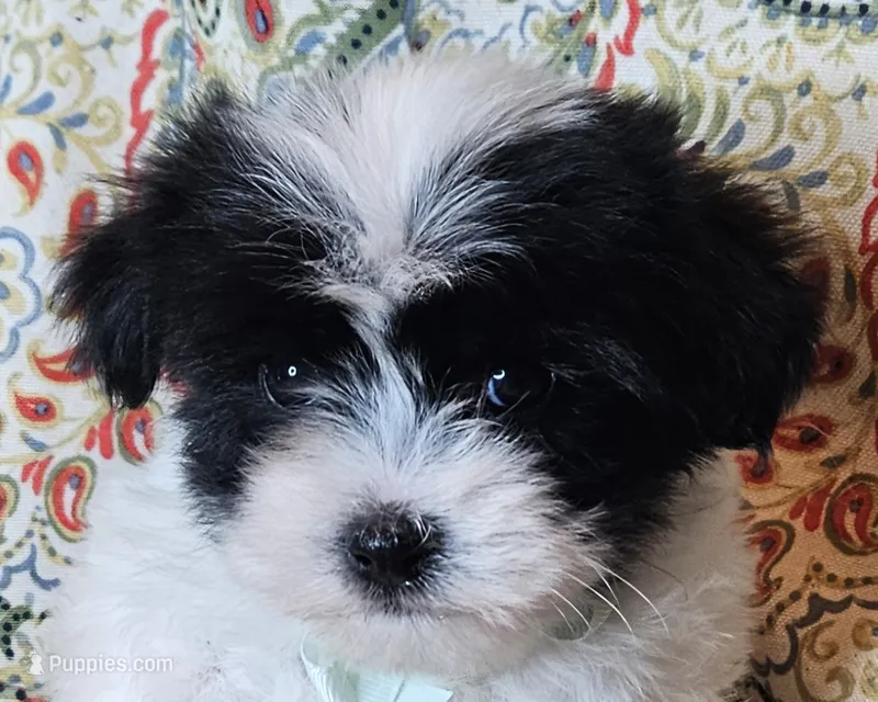 Hypoallergenic pumpkin, a male Havanese and Havaton for sale in Burnsville, MN – 1 of 6