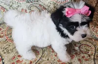 Hypoallergenic pepper, a female Havanese and Havaton for sale in Burnsville, MN – 3 of 6