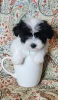 Hypoallergenic pumpkin, a male Havanese and Havaton for sale in Burnsville, MN – 2 of 6