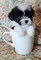 Hypoallergenic potato, a male Havanese and Havaton for sale in Burnsville, MN – 4 of 4