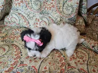 Hypoallergenic pepper, a female Havanese and Havaton for sale in Burnsville, MN – 4 of 6