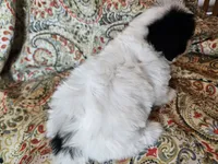 Hypoallergenic cucumber , a male Havanese and Havaton for sale in Burnsville, MN – 8 of 8