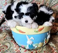 Hypoallergenic avocato , a male Havanese and Havaton for sale in Burnsville, MN – 3 of 7