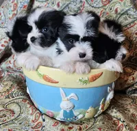 Hypoallergenic pepper, a female Havanese and Havaton for sale in Burnsville, MN – 6 of 6
