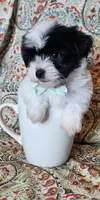 Hypoallergenic cucumber , a male Havanese and Havaton for sale in Burnsville, MN – 3 of 8