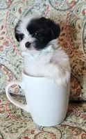 Hypoallergenic kale, a male Havanese and Havaton for sale in Burnsville, MN – 3 of 7