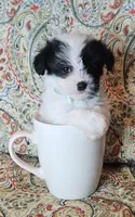 Hypoallergenic kale, a male Havanese and Havaton for sale in Burnsville, MN – 2 of 7