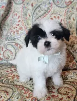 Hypoallergenic avocato , a male Havanese and Havaton for sale in Burnsville, MN – 6 of 7
