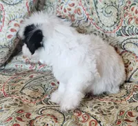 Hypoallergenic avocato , a male Havanese and Havaton for sale in Burnsville, MN – 5 of 7
