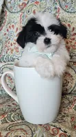 Hypoallergenic avocato , a male Havanese and Havaton for sale in Burnsville, MN – 2 of 7