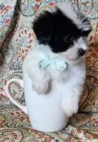 Hypoallergenic cucumber , a male Havanese and Havaton for sale in Burnsville, MN – 2 of 8